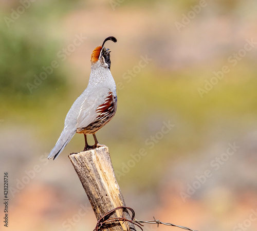 Gambel quail on fencepost.