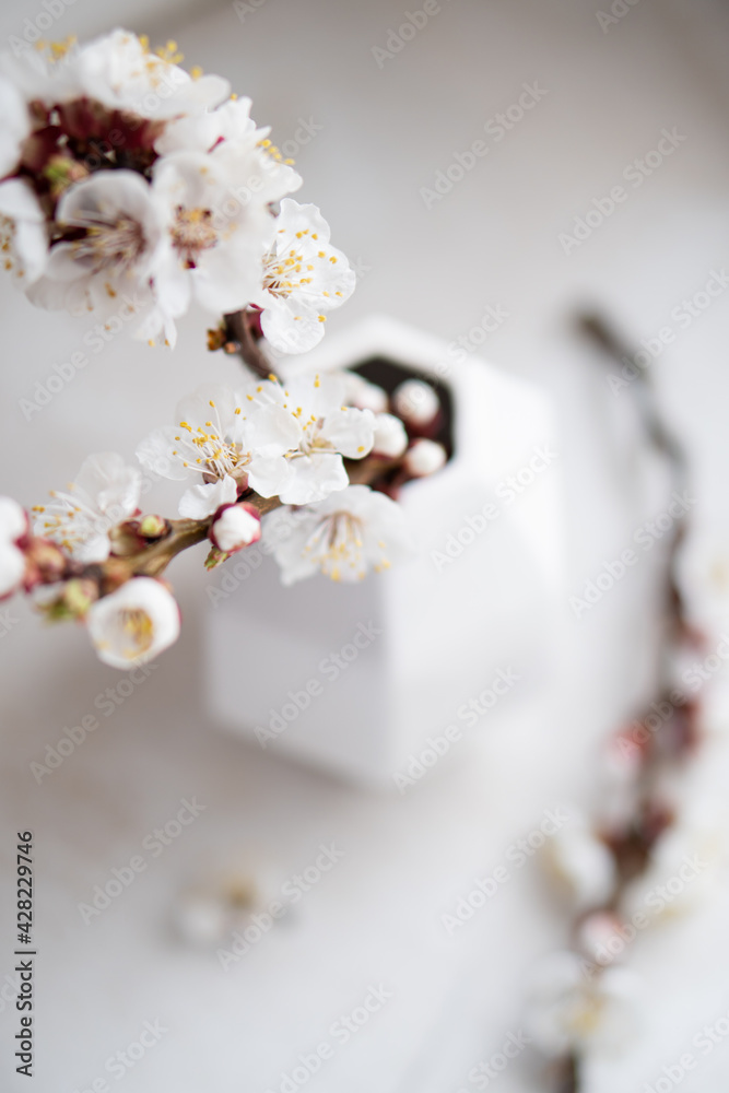 Blooming apricot tree branches in vases, white spring home decoration Blooming apricot tree branches in vases, white spring home decoration