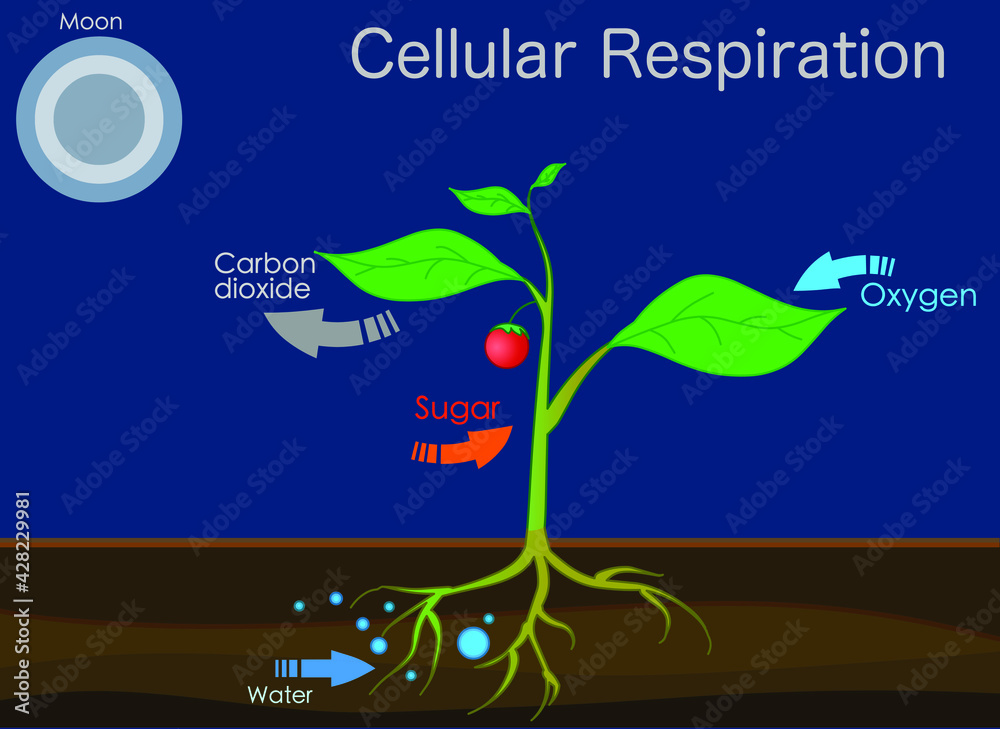 Photosynthesis changes sunlight into chemical energy, splits water to liberate oxygen, and fixes