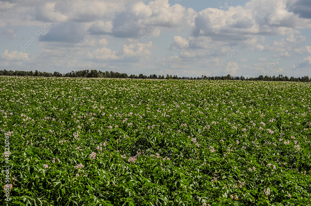A field with flowering potatoes in the Leningrad Region in Russia.