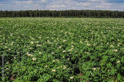 A field with flowering potatoes in the Leningrad Region in Russia.