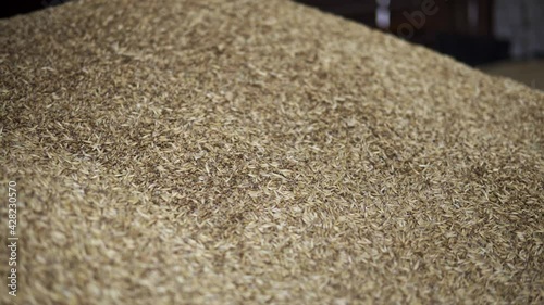 camera slide over grain gathered from the field during harvest time
