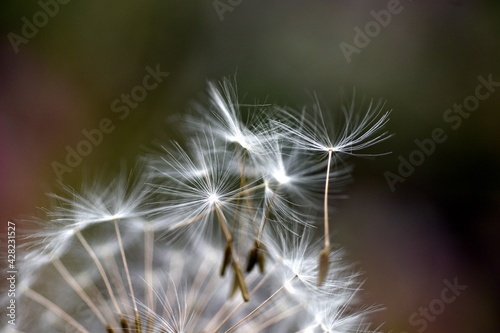 Abfliegende Samen einer Pusteblume