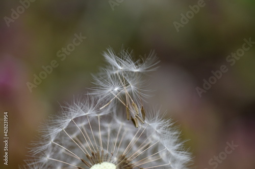 Abfliegende Samen einer Pusteblume