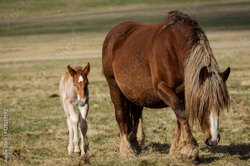 horse and foal