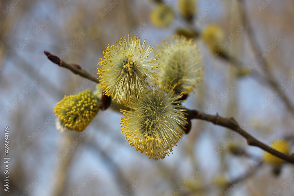willow branches with catkins willow branches with catkins