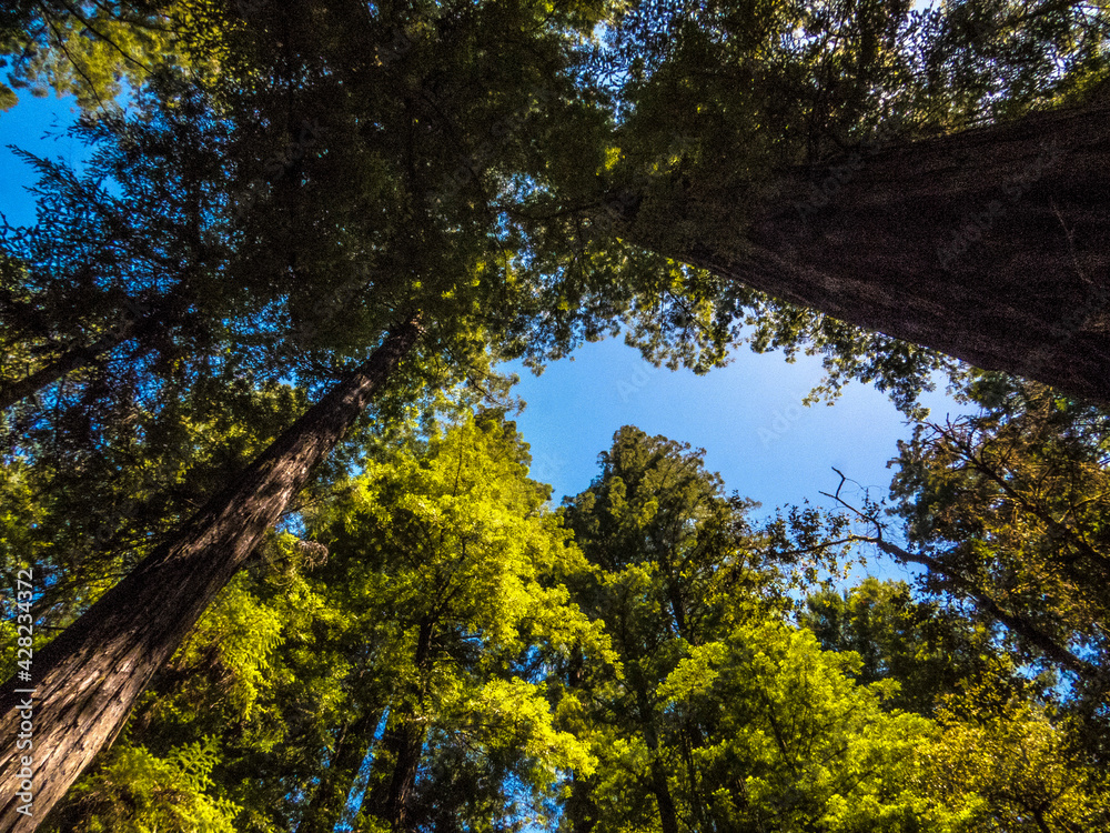 Hiking in Redwood National Park along Avenue of Giants, Northern California Hiking in Redwood National Park along Avenue of Giants, Northern California