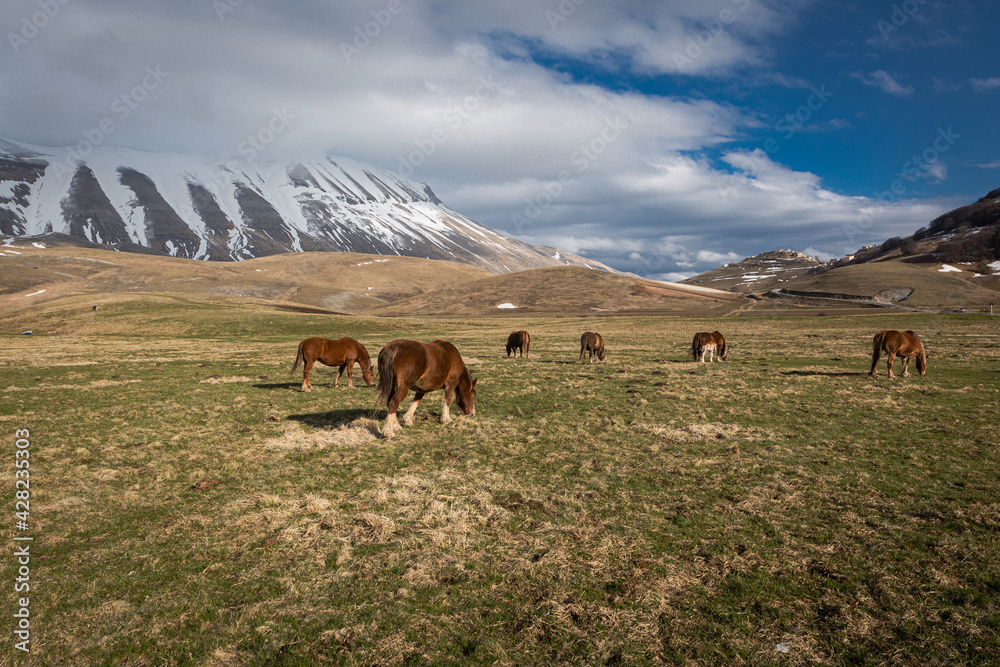 Fototapeta premium cows in the mountains