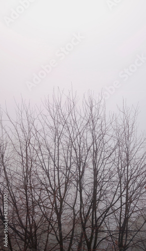 Trees in the fog on a cold winter's