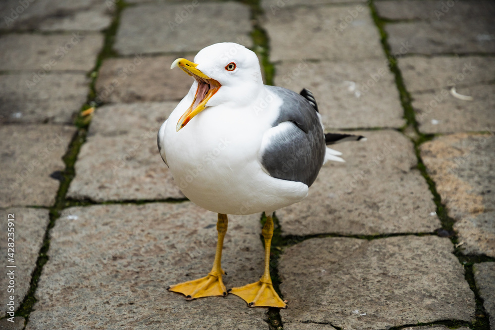 Obraz premium Seagull mewing on typical sett paving in Venice, Italy