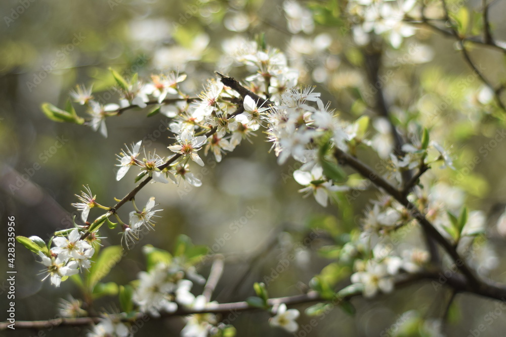 Blackthorn with sloe blossom prunus spinosa and bokeh background Blackthorn with sloe blossom prunus spinosa and bokeh background