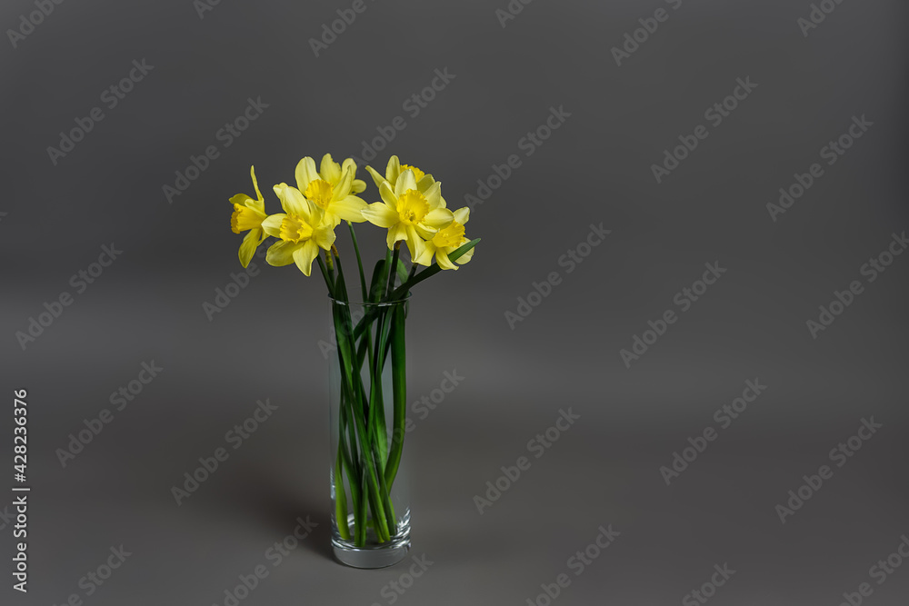 Narcissus - a bouquet of flowers in a vase, Yellow daffodil on gray background Narcissus - a bouquet of flowers in a vase, Yellow daffodil on gray background