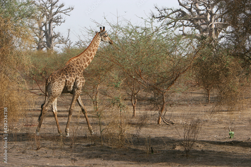 girafe (giraffa camelopardalis) girafe (giraffa camelopardalis)