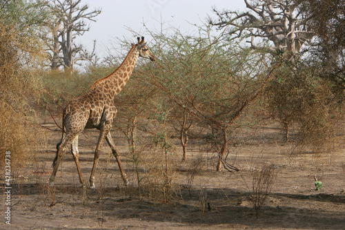 girafe  giraffa camelopardalis 