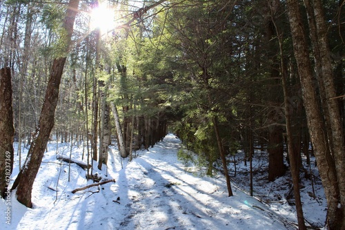forest in winter