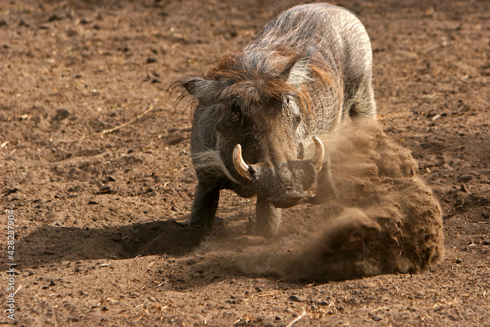 phacochère (phacochoerus aethiopicus)