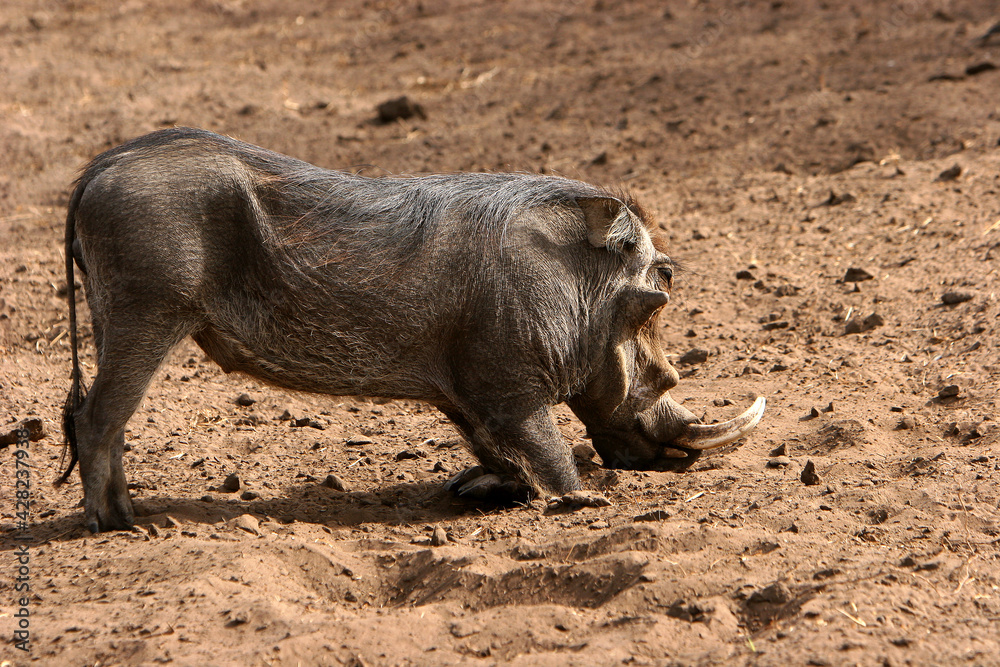 phacochère (phacochoerus aethiopicus) phacochère (phacochoerus aethiopicus)