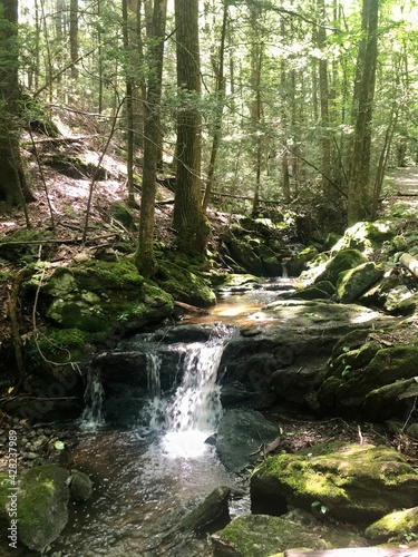 stream in the forest
