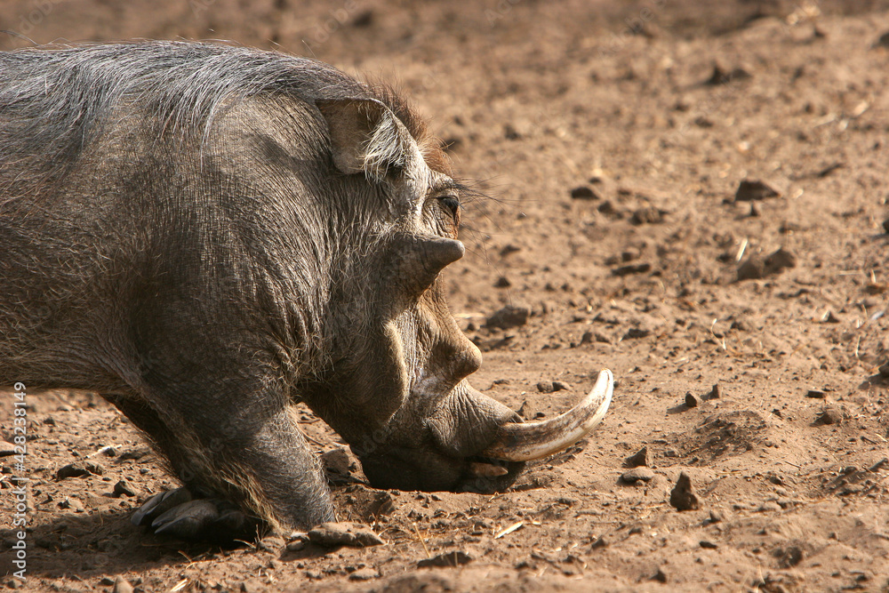 phacochère (phacochoerus aethiopicus) phacochère (phacochoerus aethiopicus)