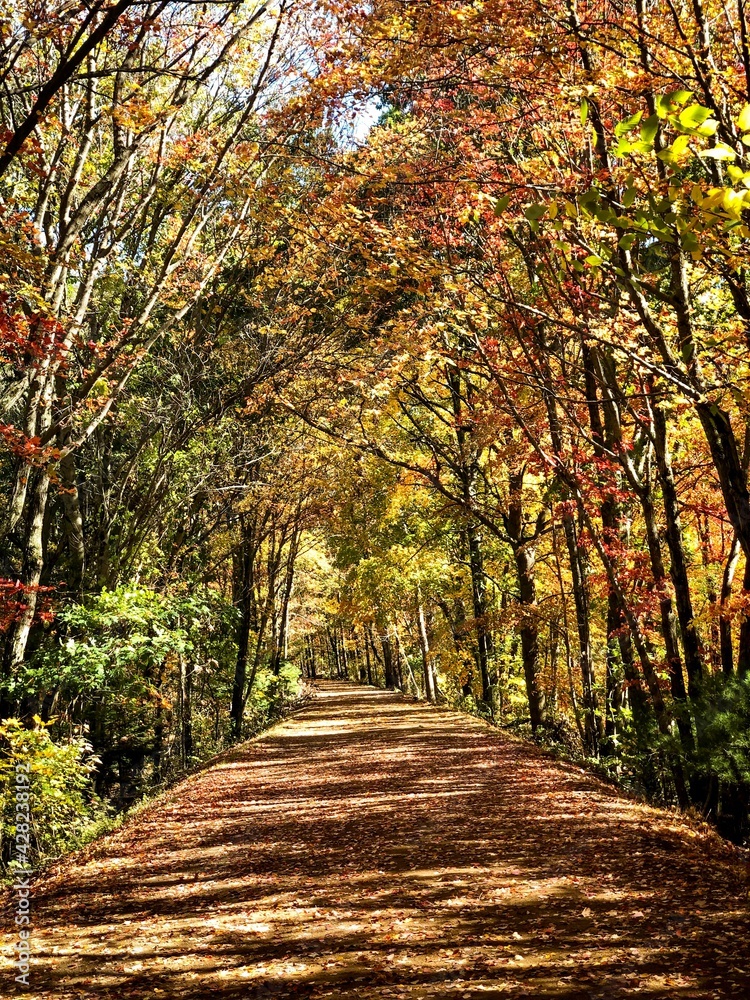 Naklejka premium path in autumn forest