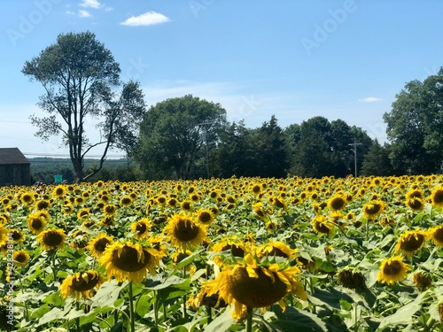 field of sunflowers