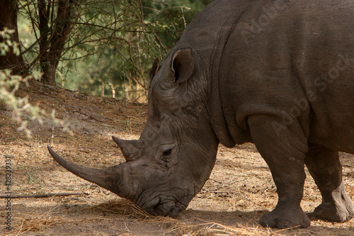 rhinoceros Blanc  ceratotherium simum 