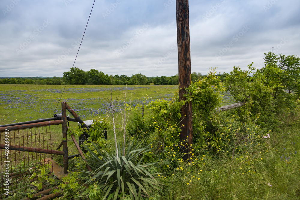 Bluebonnets wildflowers behind a fence line in a field with trees and blue sky background Bluebonnets wildflowers behind a fence line in a field with trees and blue sky background