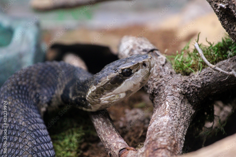 Fototapeta premium Snake portrait 