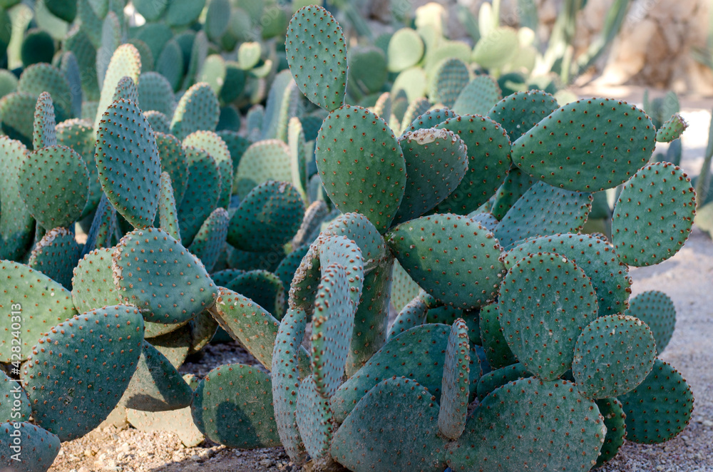 Huge cactus in a colonial style yard Huge cactus in a colonial style yard
