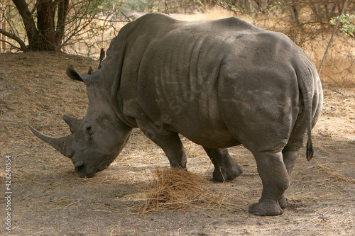 rhinoceros Blanc  ceratotherium simum 