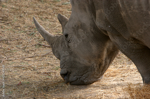 rhinoceros Blanc (ceratotherium simum)
