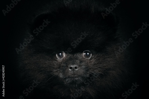 portrait of puppy spitz 