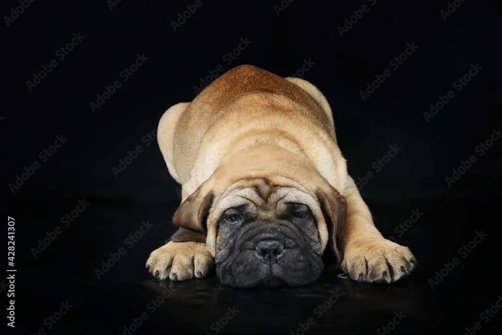 bullmastiff puppy isolated on black background bullmastiff puppy isolated on black background