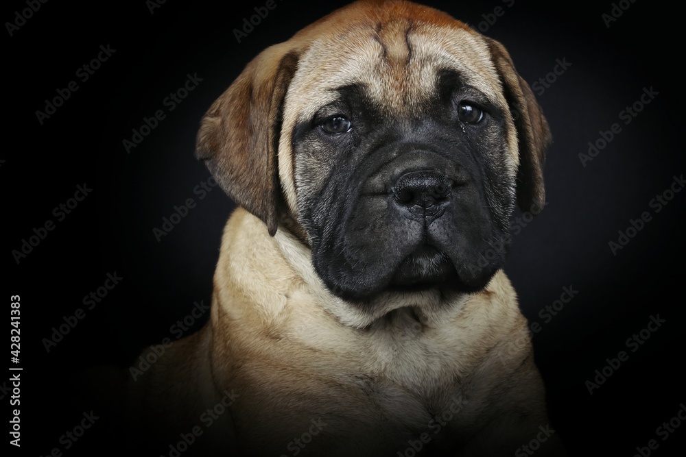portrait of a puppy bullmastiff on black background 