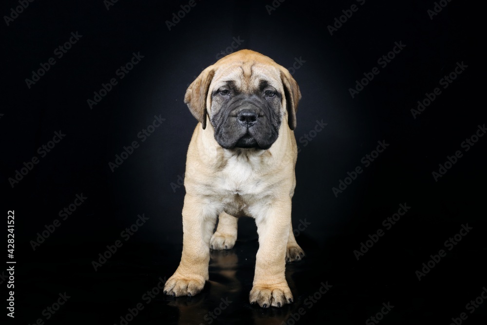 bullmastiff puppy isolated on black background