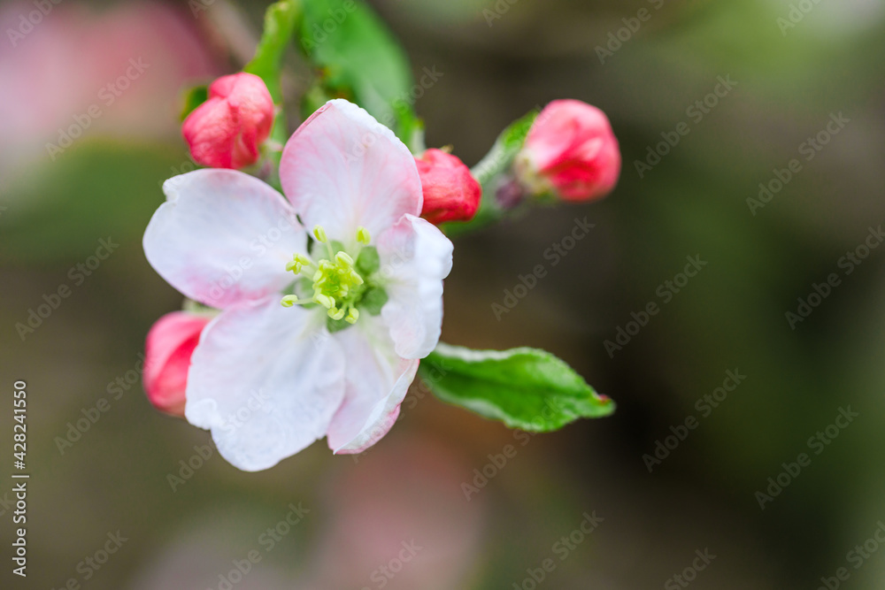 Obraz premium spring flowering fruit trees - Image