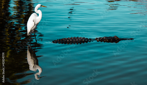 Bird riding on the back of an Alligator 