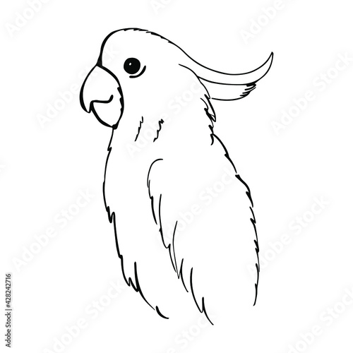 Single outline bird cockatoo isolated on white. Vector illustration.