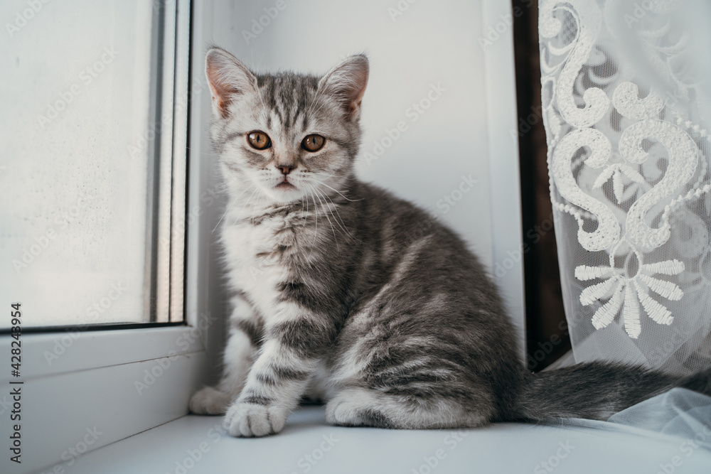 Little scottish tabby kitten sits on the window