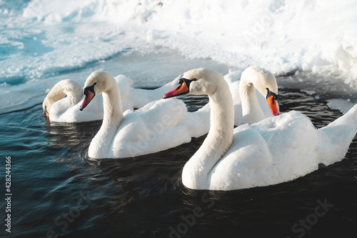 Beautiful family of swans in a small frozen pond in the park