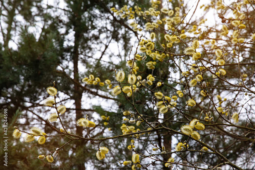 Willow blossoms in the forest in spring. Easter is the holiday of Palm Sunday. Beautiful willow flowers