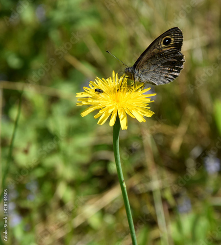 Motyl na żółtym kwiatku z muchą © Marek