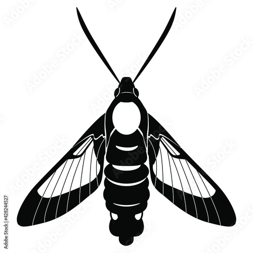 Moth butterfly Hummingbird clearwing. Hemaris Thysbe. Flat cartoon style. Black and white silhouette.