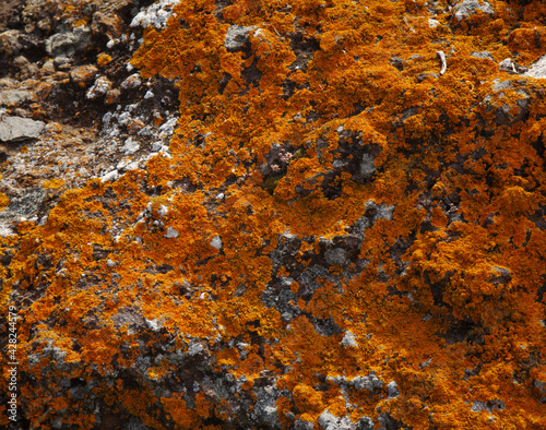Bright yellow orange Caloplaca marina aka Orange Sea Lichen on rock, recent rains revived the vegetative body, natural macro background
 photo