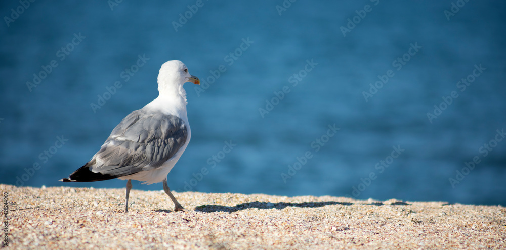Big white seagull on a pile of garbage Big white seagull on a pile of garbage