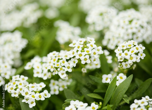 Flowering garden variety of Lobularia maritima, sweet alyssum natural macro floral background 