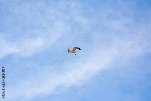 Spain L estartit, July 3 2018. Single white seagull spread its wings and freely soar along seashore on tranquil cloudscape background
