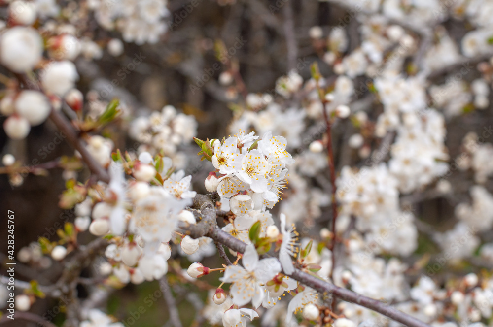 Flowers of the cherry blossoms on a spring day Flowers of the cherry blossoms on a spring day