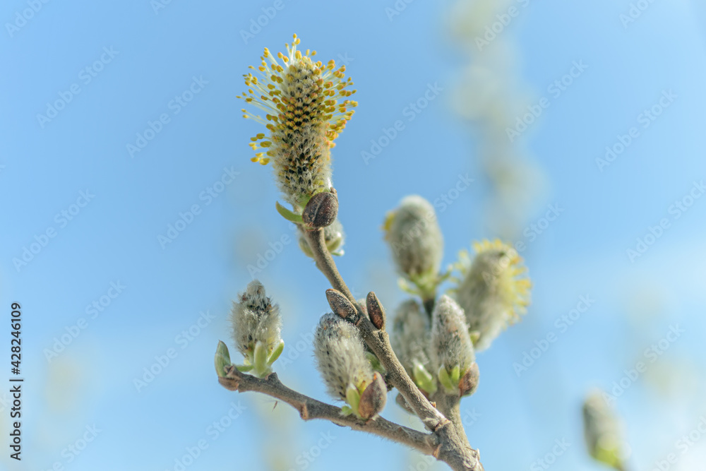 Fluffy pussy willow buds against the blue spring sky Fluffy pussy willow buds against the blue spring sky