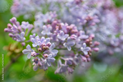Lush lilac bushes blooming in spring